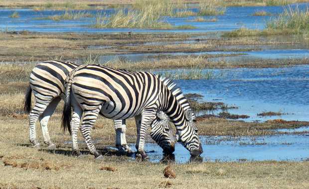 7 day luxury Botswana Wilderness Safari