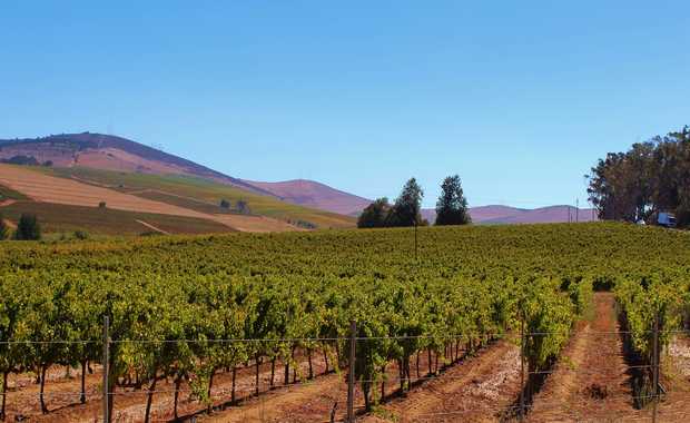 Luxury Celebrity Hosted 5 Day Cape Town Culinary & WIne Extension Tour