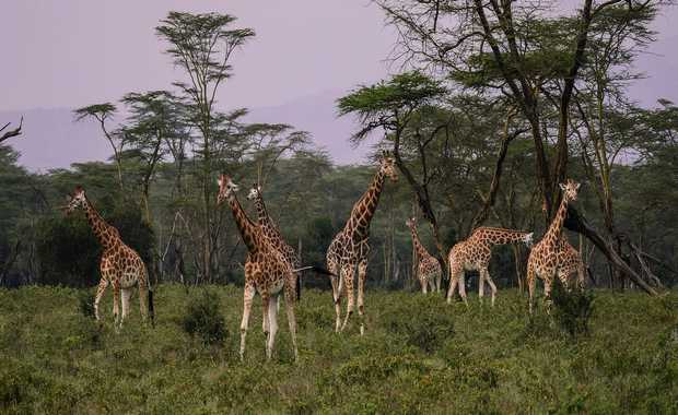 Luxury 13 Day Africa - World's Best Safari Award