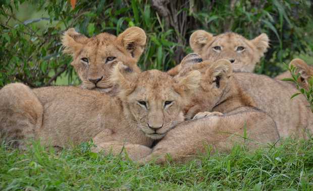 Luxury 12 Day Heart of Kenya & Tanzania Safari