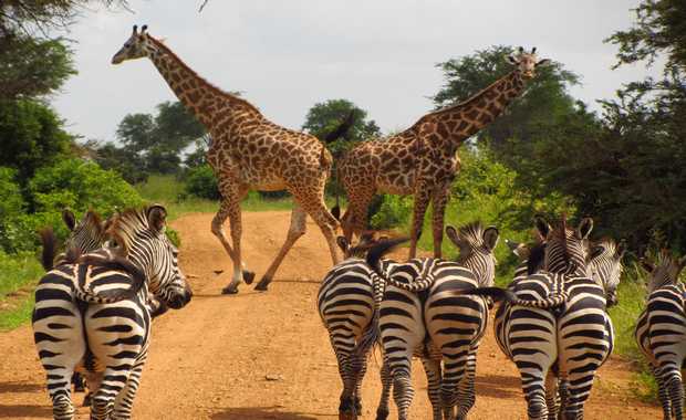 Luxury 15 Day - Africa Rafiki Safari – The Friends Safari