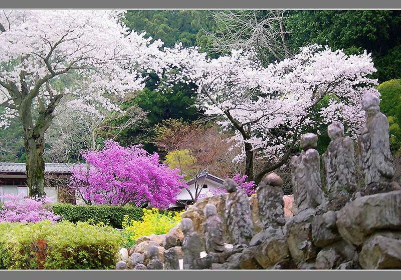 Japan - Spring in temple precincts 800x640 by kato (2367)