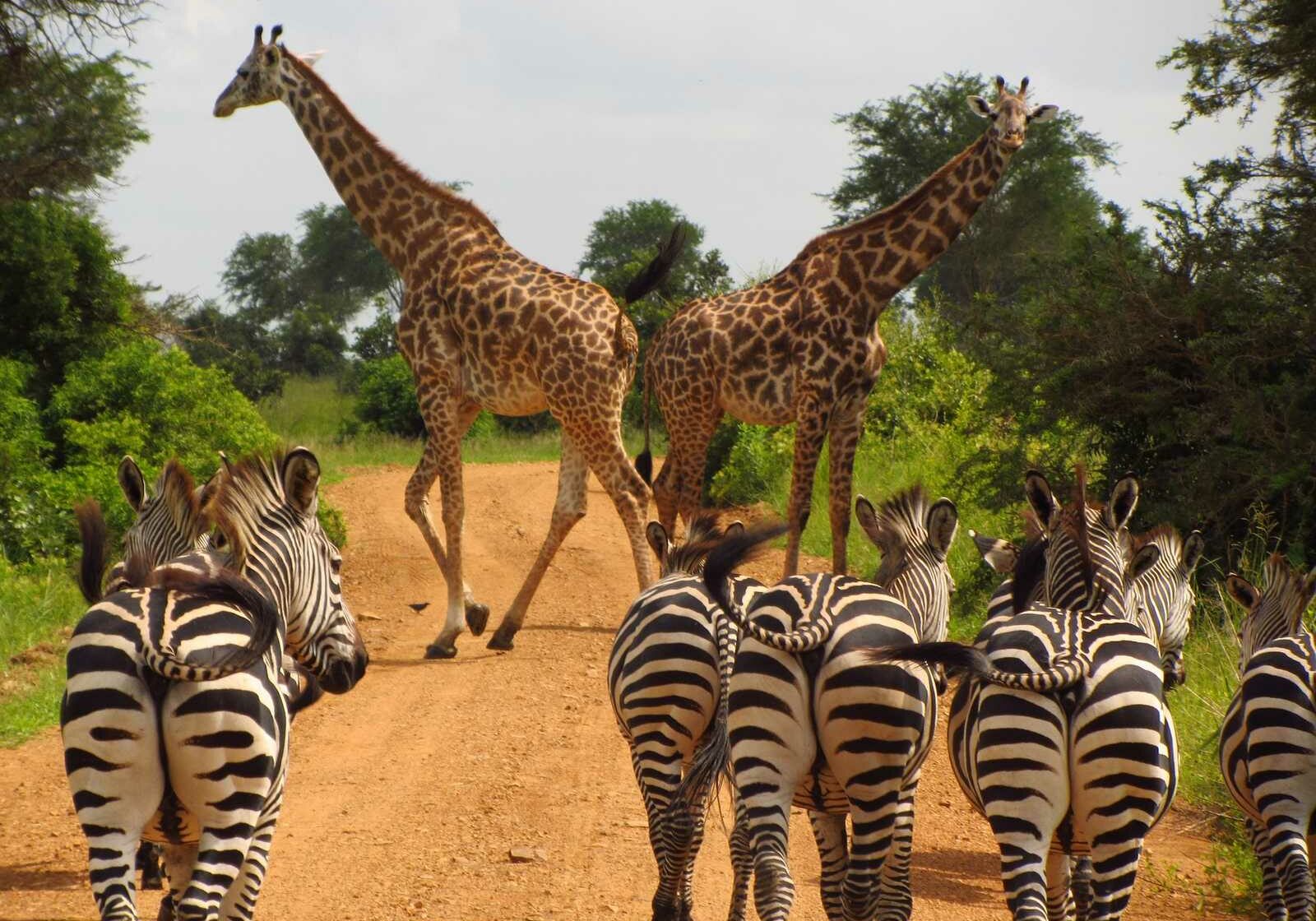 b3nharris-zebras-giraffs-765885-1600x