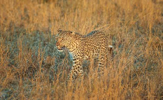 Luxury 7 Day Botswana Wilderness Safari