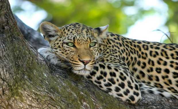 Luxury 15 Day Bespoke African Safari