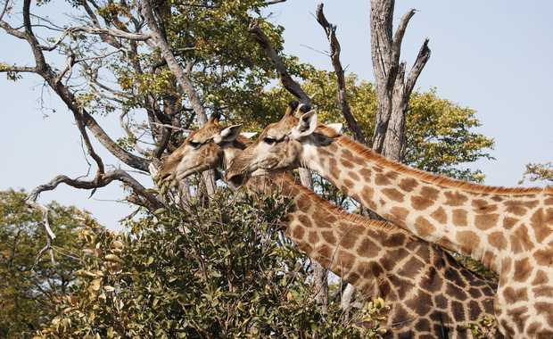 Luxury 12 Day Africa – Botswana’s Timeless Wilderness