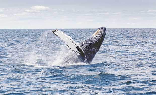 Luxury Whale Watching Journeys