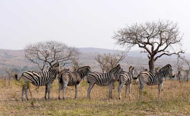 Luxury 7 Day Quick South African Safari For The Time Crunched Traveler