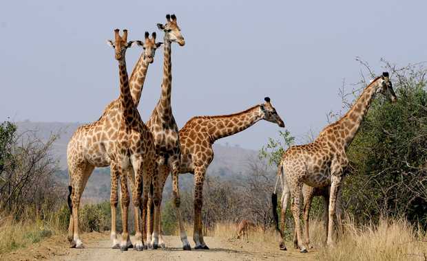 Luxury 10 Day Africa Family Safari