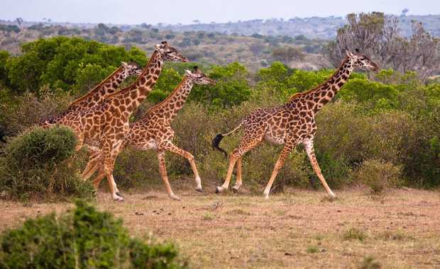 Luxury 10 Escorted Day Kenya & Tanzania: A Great Migration Safari Adventure 2019