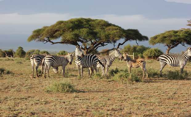 Luxury 9 Day Escorted Kenya Safari in Style 2019