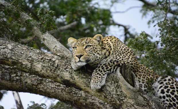 Luxury 12 Day African Safari – The Heart of Kenya & Tanzania