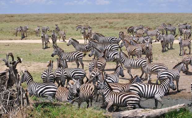 Luxury 12 Escorted Day Kenya & Tanzania Wildlife Safari 2019