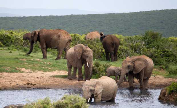 Luxury 12 Day Africa Elephant-Back – A South Africa Sojourn