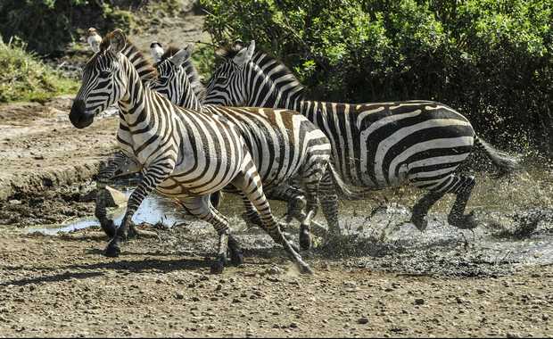 Luxury Tanzania Journeys & Safaris